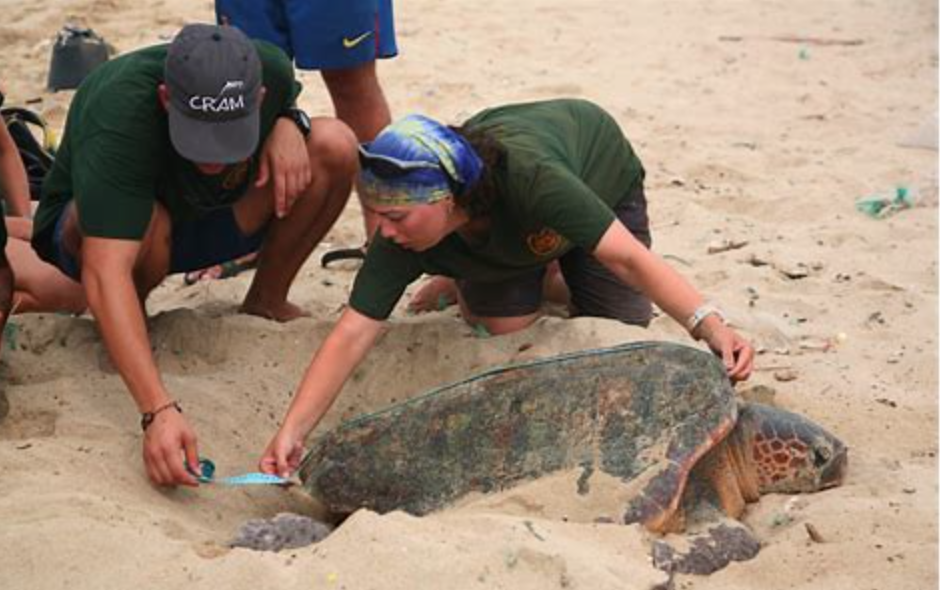 Marine Turtle Conservation