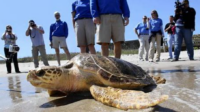 Marine Turtle Conservation