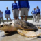 Marine Turtle Conservation