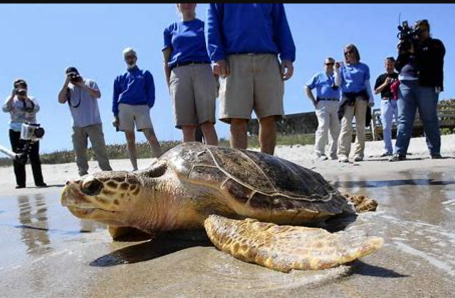 Marine Turtle Conservation