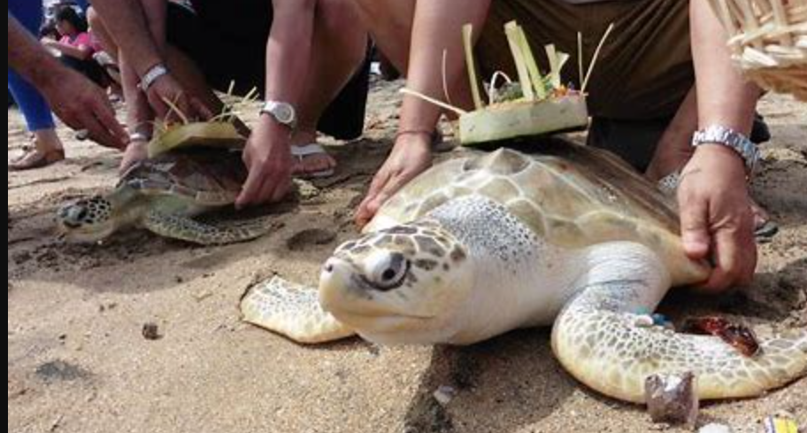 Marine Turtle Conservation